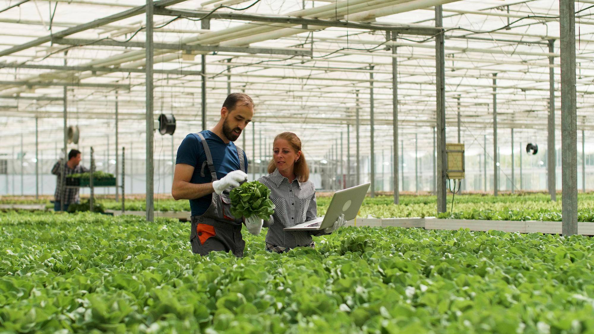 Sustainable Practices in Organic Farming